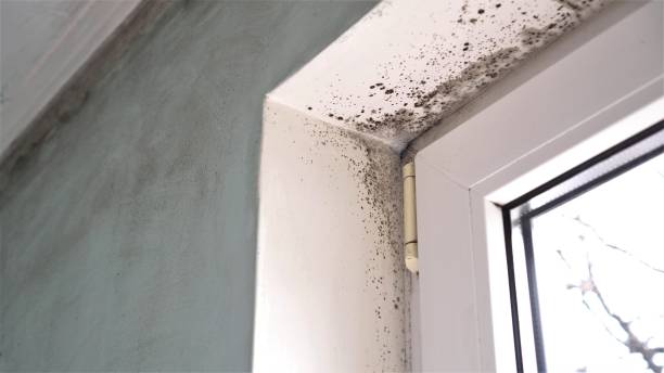Best Health and Safety Mold Remediation in San Jacinto, CA