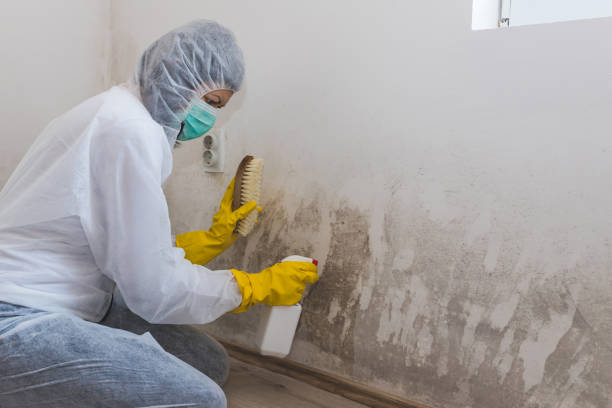 Best Mold Remediation for Specific Building Types in San Jacinto, CA