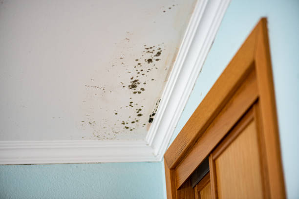 Best Bathroom Mold Remediation in San Jacinto, CA