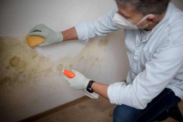 Best Black Mold Remediation in San Jacinto, CA