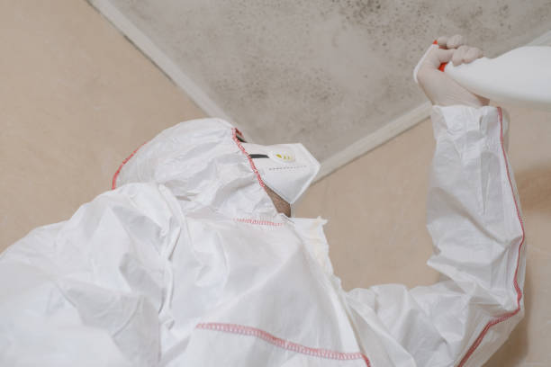 Best Attic Mold Remediation in San Jacinto, CA