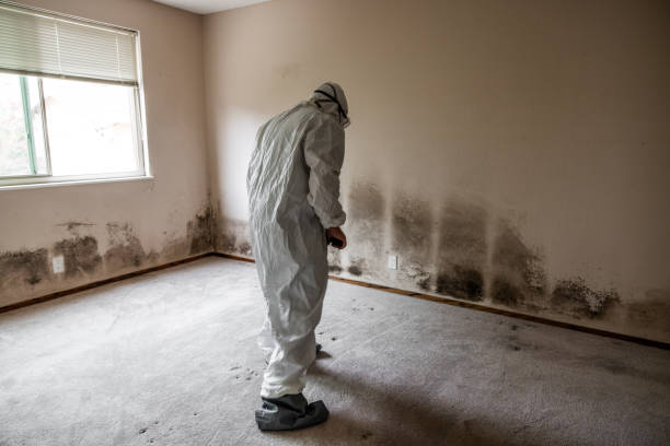 Best Residential Mold Remediation in San Jacinto, CA