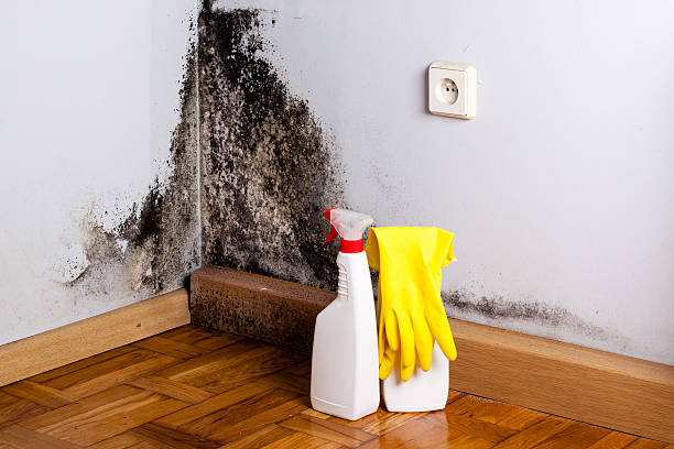 Best Industrial Mold Remediation in San Jacinto, CA