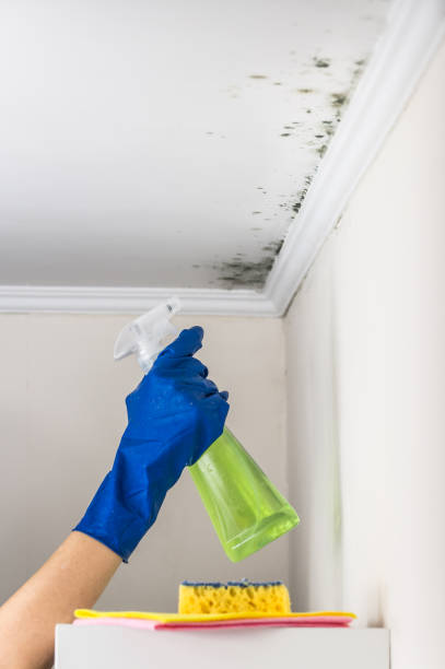 San Jacinto, CA Mold Remediation Company